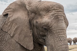 elephant